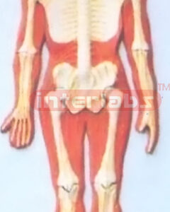 HUMAN  COMPOSITIVE SKELETON & NERVES SYSTEM