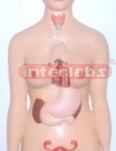 HUMAN BRAIN NERVE SERIES AND MAJOR CONTROLLED ORGANS MODEL Manufacturers and Suppliers From Ambala India