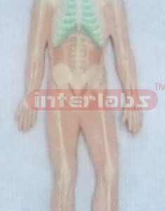 HUMAN ALL SKELETON SYSTEM