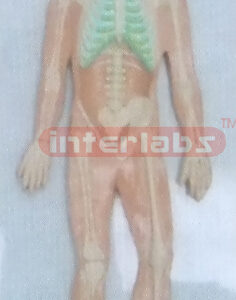 HUMAN HALF SKELETON HALF ANATOMY SYSTEM WOODEN PLATE (B TYPE) Manufacturers and Suppliers From Ambala India