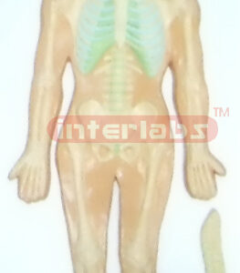 HUMAN SKELETON SYSTEM