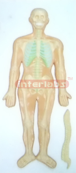 HUMAN SKELETON SYSTEM