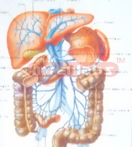 HANGING HUMAN PORTAL VEIN SYSTEM Manufacturers and Suppliers From Ambala India