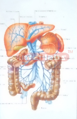 HANGING HUMAN PORTAL VEIN SYSTEM Manufacturers and Suppliers From Ambala India