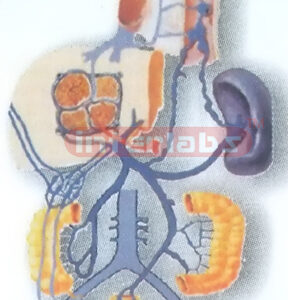 HUMAN PORTAL VEIN HYPERTENSION COLLATERAL CIRCULATION FORMING & DEMONSTRATING MODEL Manufacturers and Suppliers From Ambala India