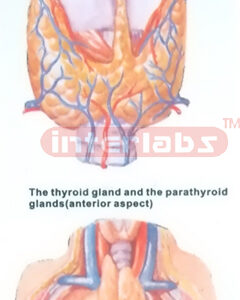 HUMAN THYROID GLAND