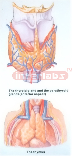 HUMAN THYROID GLAND