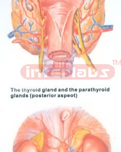 HUMAN THYROID GLAND