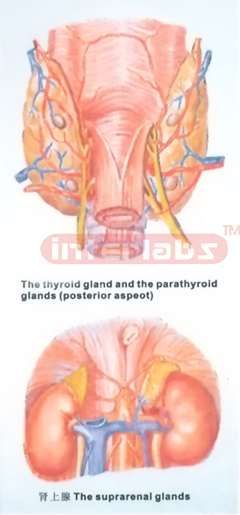 HUMAN THYROID GLAND