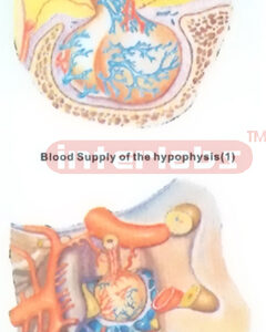 HUMAN BLOOD SUPPLY OF THE HYPOPHYSIS (1.2) Manufacturers and Suppliers From Ambala India