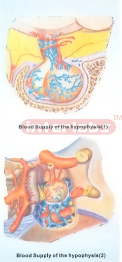 HUMAN BLOOD SUPPLY OF THE HYPOPHYSIS (1.2) Manufacturers and Suppliers From Ambala India