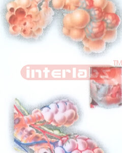 HANGING HUMAN ALVEOLUS