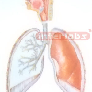 HANGIMG GENERAL ARRANGNEMENT MODEL OF RESPIRATORY SYSTEM Manufacturers and Suppliers From Ambala India