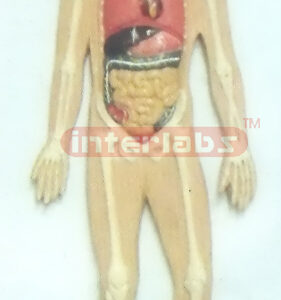 PRIMARY HUMAN TRUNK INTERNAL ORGANS MODEL