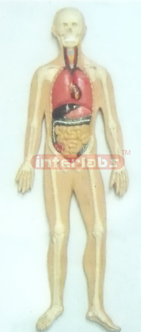 PRIMARY HUMAN TRUNK INTERNAL ORGANS MODEL