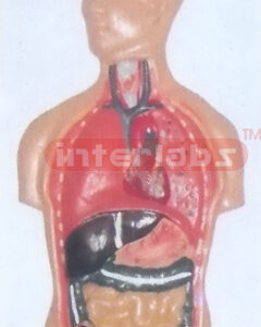 PRIMARY HUMAN TRUNK INTERNAL ORGANS MODEL