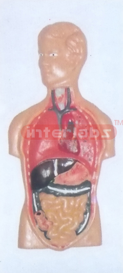 PRIMARY HUMAN TRUNK INTERNAL ORGANS MODEL