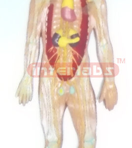 HUMAN ENDOCRINE SYSTEM WOODEN PLATE (A TYPE) Manufacturers and Suppliers From Ambala India