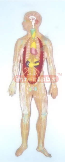 HUMAN ENDOCRINE SYSTEM WOODEN PLATE (A TYPE) Manufacturers and Suppliers From Ambala India