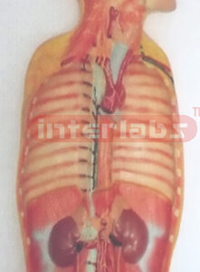 NATURAL ANATOMY OF AUTONOMIC NERVOUS SYSTEMATIC DISSECTION Manufacturers and Suppliers From Ambala India