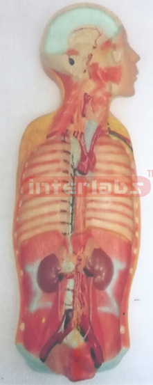 NATURAL ANATOMY OF AUTONOMIC NERVOUS SYSTEMATIC DISSECTION Manufacturers and Suppliers From Ambala India