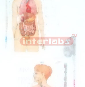 HUMAN AUTOMOMIC NERVES AND FUNCTION DEMONSTRATION MODEL Manufacturers and Suppliers From Ambala India