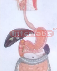 HANGING HUMAN DIGESTIVE SYSTEM MODEL Manufacturers and Suppliers From Ambala India