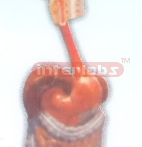 HANGING HUMAN DIGESTIVE SYSTEM Manufacturers and Suppliers From Ambala India
