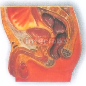 HANGING. HUMAN MALE PELVIS CAVITY MODEL Manufacturers and Suppliers From Ambala India