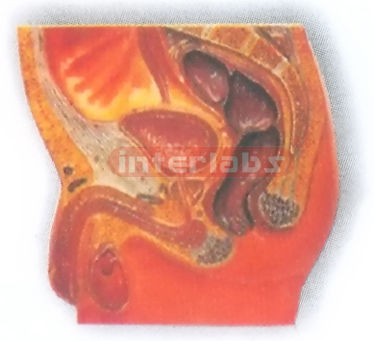 HANGING. HUMAN MALE PELVIS CAVITY MODEL Manufacturers and Suppliers From Ambala India