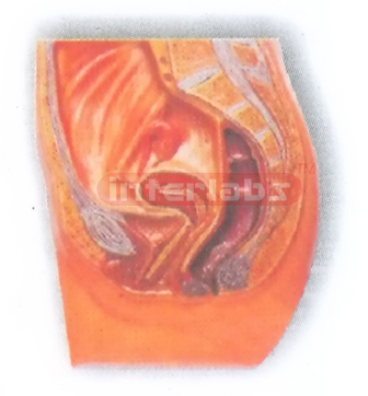 HANGING. HUMAN FEMALE PELVIS CAVITY MODEL Manufacturers and Suppliers From Ambala India