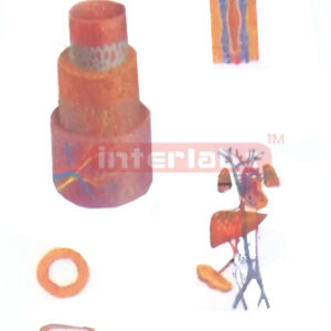 HUMAN BLOOD STRUCTURE AND CIRCULATION MODEL Manufacturers and Suppliers From Ambala India
