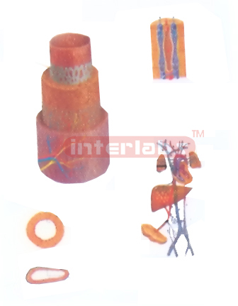 HUMAN BLOOD STRUCTURE AND CIRCULATION MODEL Manufacturers and Suppliers From Ambala India
