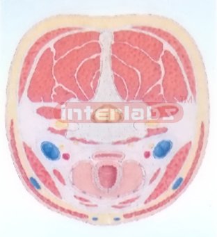 HUMAN CROSS-SECTION MODEL OF THE NECK Manufacturers and Suppliers From Ambala India