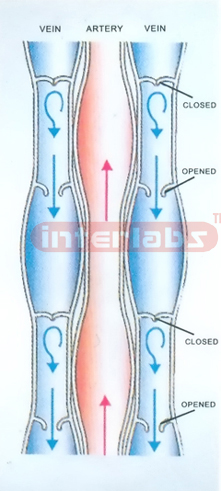BLOOD DEMONSTRATION MODEL Manufacturers and Suppliers From Ambala India