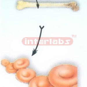 HANGING. HUMAN RED BLOOD CELL FORMING MODEL Manufacturers and Suppliers From Ambala India
