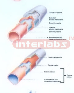 BLOOD TUBE STRUCTURE MODEL Manufacturers and Suppliers From Ambala India