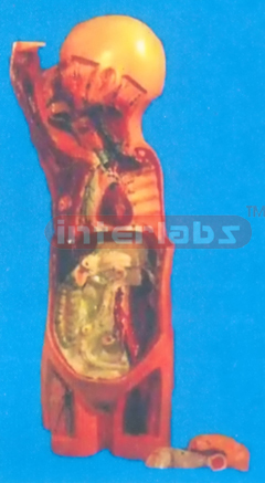 HUMAN PRIMARY PROFILE IN SAGITAL SECTION MODEL