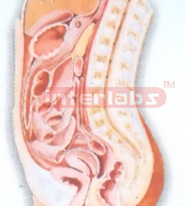 HUMAN FEMALE ABDOMINAL CAVITY  (MEDIAN SAGITTAL SECTION) MODEL Manufacturers and Suppliers From Ambala India