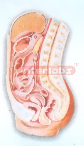 HUMAN FEMALE ABDOMINAL CAVITY (MEDIAN SAGITTAL SECTION) MODEL Manufacturers and Suppliers From Ambala India
