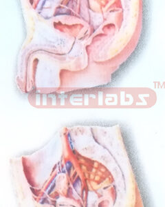 HUMAN ARTERIES MODEL OF THE MALE & FEMALE PELVIC CAVITY (MEDIAN SAGITTAL SECTION) Manufacturers and Suppliers From Ambala India