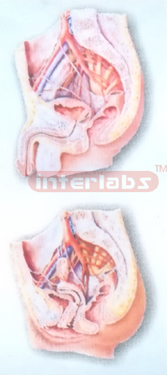 HUMAN ARTERIES MODEL OF THE MALE & FEMALE PELVIC CAVITY (MEDIAN SAGITTAL SECTION) Manufacturers and Suppliers From Ambala India