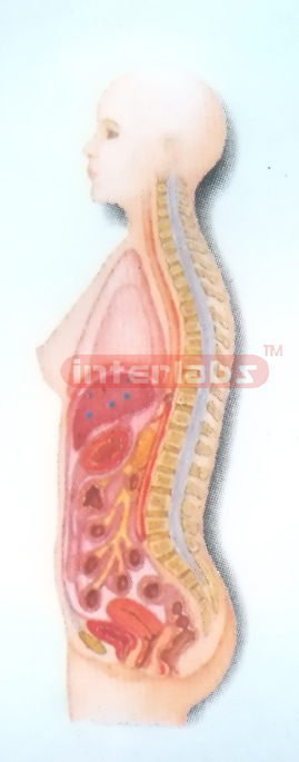 HANGING FEMALE INNER ORGANS MODEL IN ABDOMINAL CAVITY Manufacturers and Suppliers From Ambala India