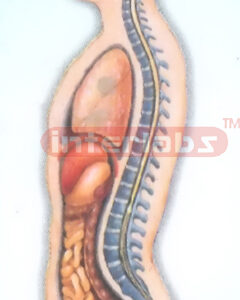 HANGING MALE INNER ORGANS MODEL  IN ABDOMINAL CAVITY Manufacturers and Suppliers From Ambala India
