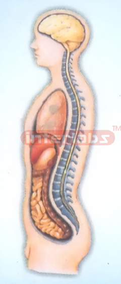 HANGING MALE INNER ORGANS MODEL IN ABDOMINAL CAVITY Manufacturers and Suppliers From Ambala India