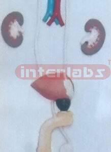 HUMAN MALE GENITAL& URINARY SYSTEM PLASTIC PLATE (A TYPE) Manufacturers and Suppliers From Ambala India