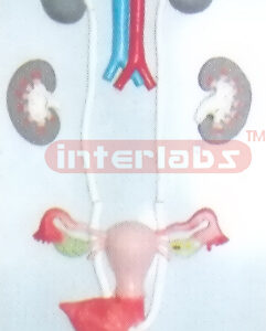 FEMALE UROGENITAL SYSTEM