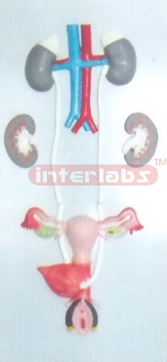 FEMALE UROGENITAL SYSTEM
