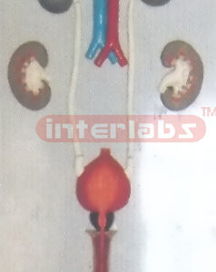 HUMAN MALE URINARY SYSTEM? HANGING & PLASTIC PLATE Manufacturers and Suppliers From Ambala India