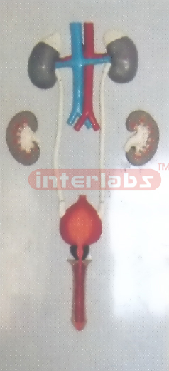 HUMAN MALE URINARY SYSTEM? HANGING & PLASTIC PLATE Manufacturers and Suppliers From Ambala India